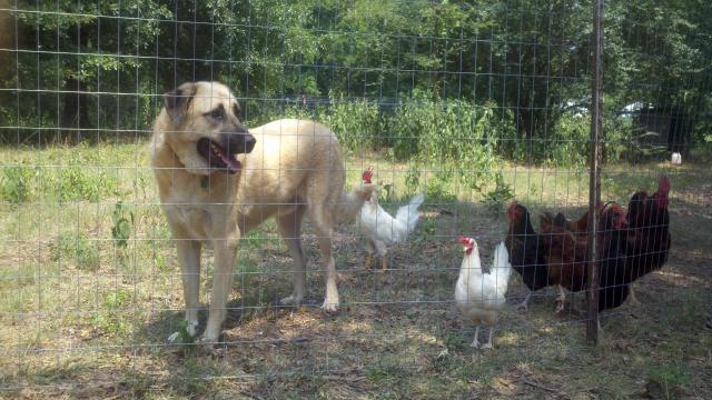 103208_2011-08-12_13-45-54_745.jpg