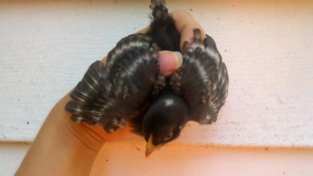 103208_2011-10-13_17-33-07_550.jpg