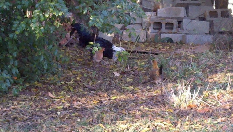 103208_2011-11-12_16-09-35_267.jpg