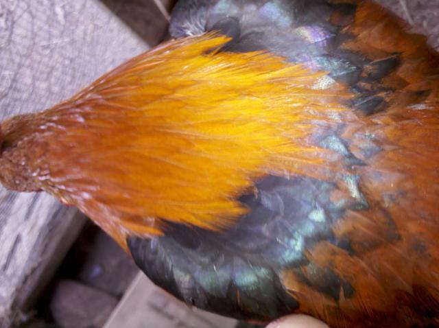 103270_img_20110812_100000.jpg
