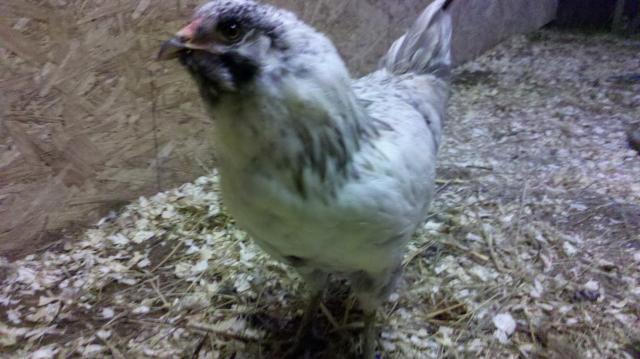 103431_2011-08-12_12-53-36_402.jpg