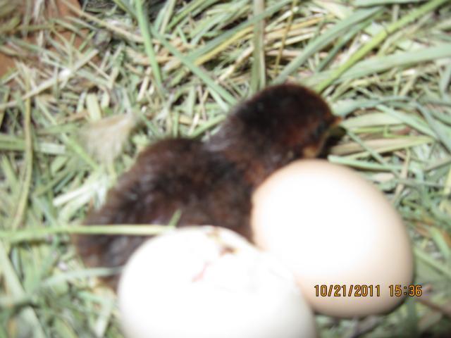 103446_random_assorted_pictures_2011.jpg