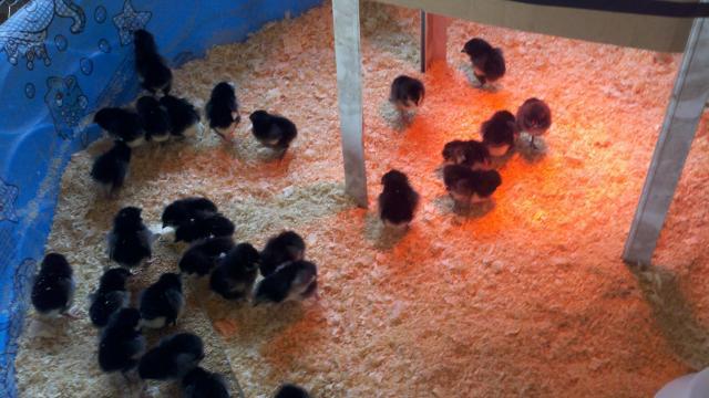 103462_2011-08-12_10-02-06_515.jpg