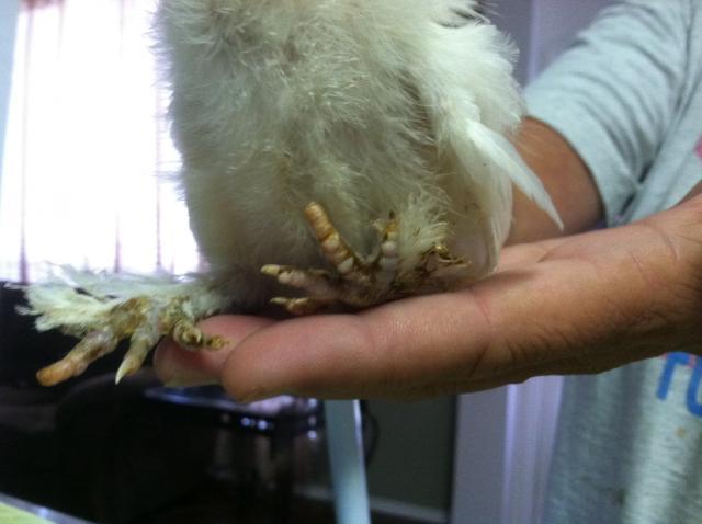 103476_chick_feet.jpg