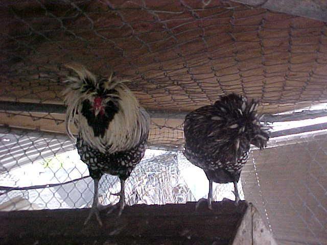 103488_chickens--various_pics_015.jpg