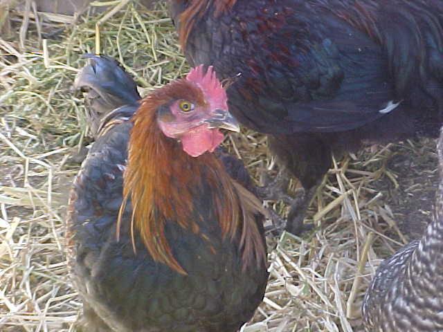 103488_marans_cockerel_4_mos_old_001.jpg