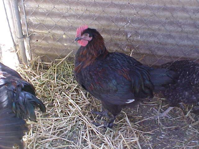 103488_marans_cockerel_4_mos_old_002.jpg