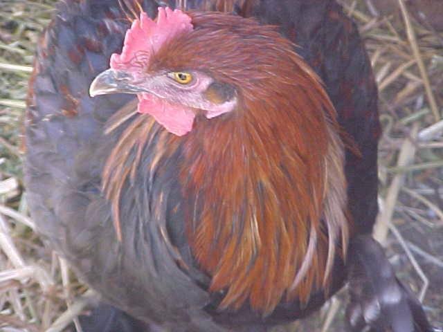 103488_marans_cockerel_4_mos_old_003.jpg