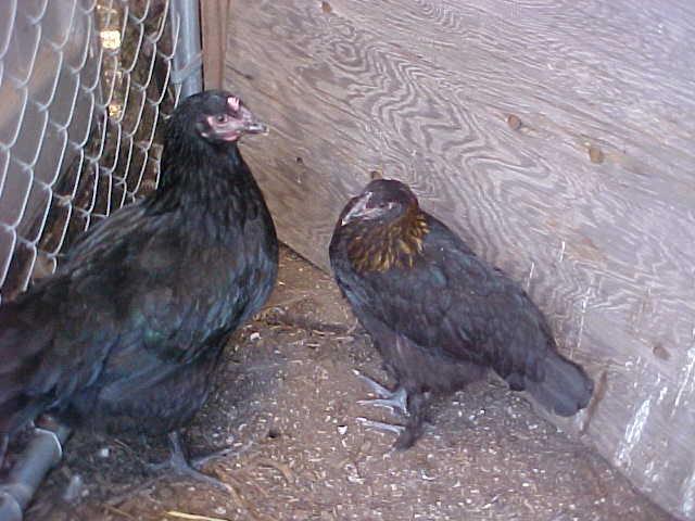 103488_mottled_hen_with_3_chicks_010.jpg