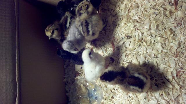 103534_chicks_in_brooder1.jpg