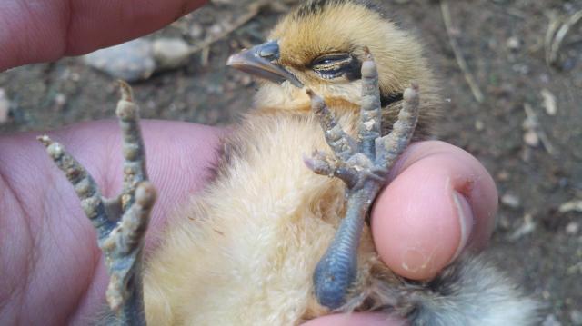 103534_mutant_chick.jpg