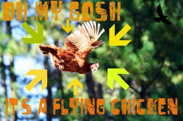 103583_80086_flying_chicken.jpg