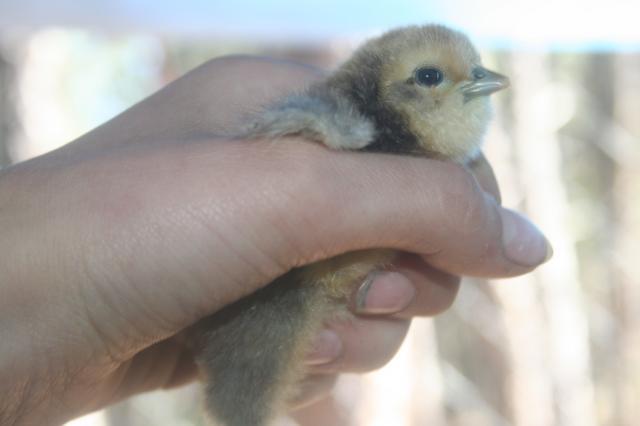 103583_broody_chickadee_018.jpg