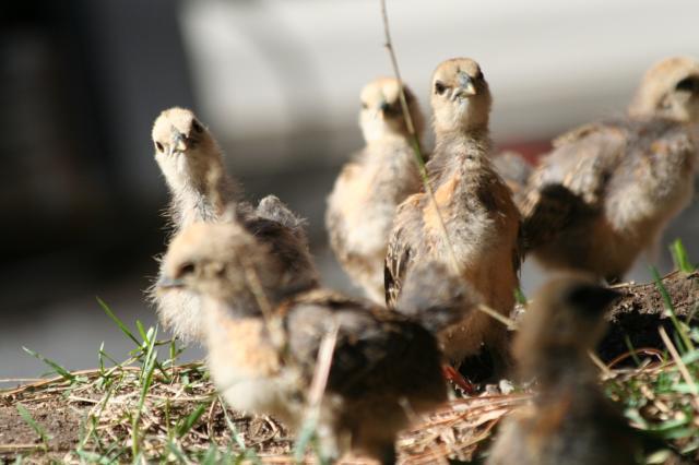 103583_chickadee_chicks_036.jpg