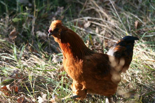 103583_chicken_contest_079.jpg