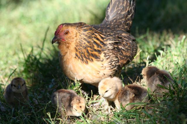 103583_chicks_day_4_028.jpg