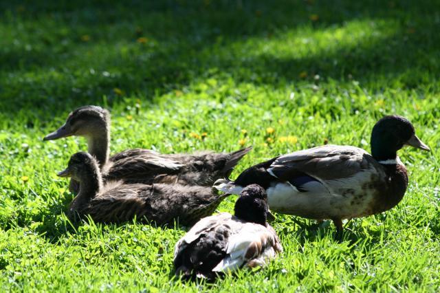 103583_ducks_ducklings_015.jpg