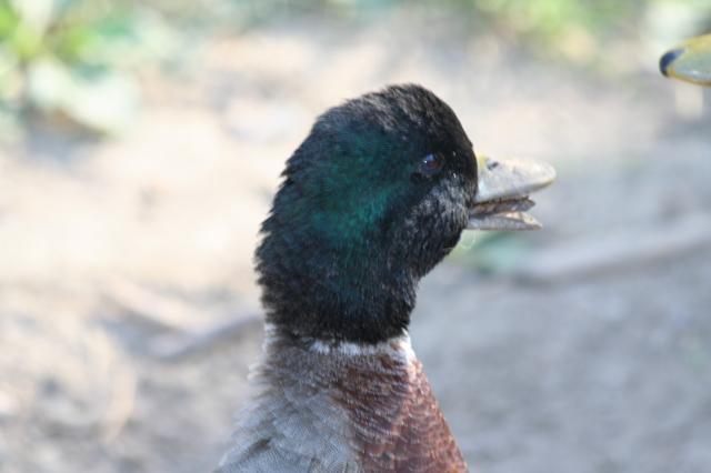 103583_ducks_n_chickens_009.jpg