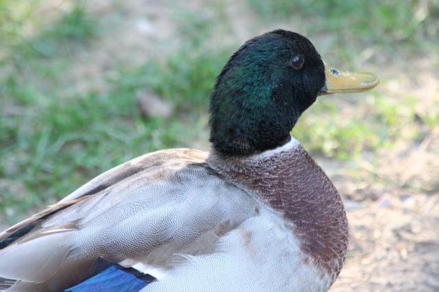 103583_ducks_n_chickens_011.jpg