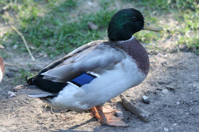 103583_ducks_n_chickens_013.jpg