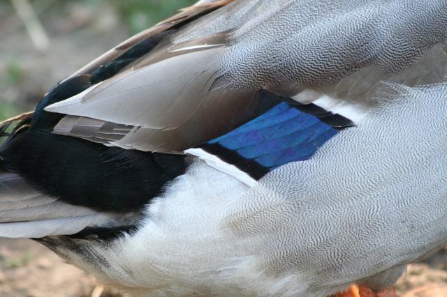103583_ducks_n_chickens_014.jpg