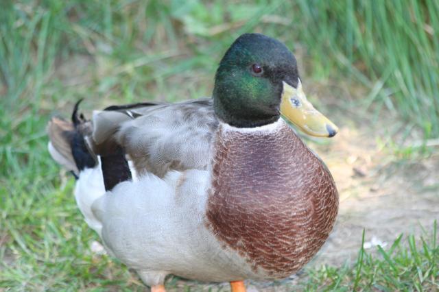 103583_ducks_n_chickens_019.jpg