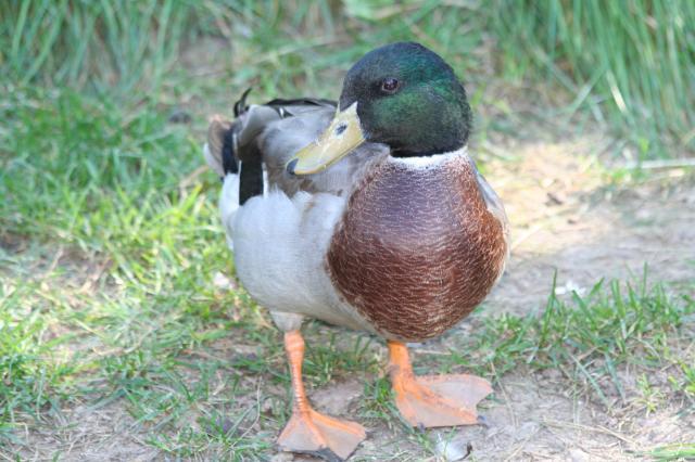 103583_ducks_n_chickens_020.jpg