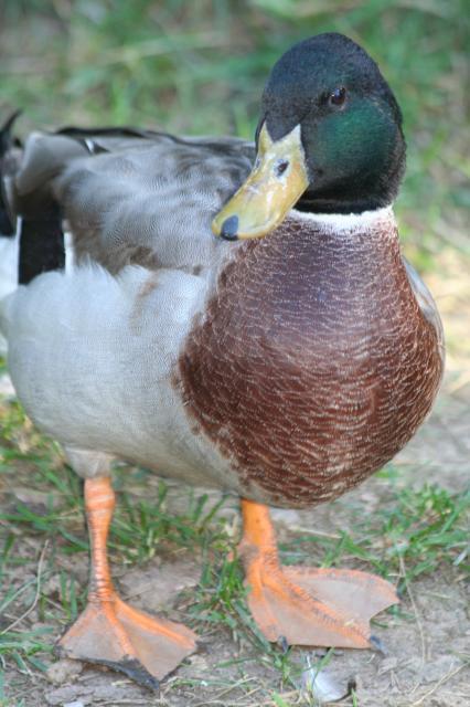 103583_ducks_n_chickens_022.jpg