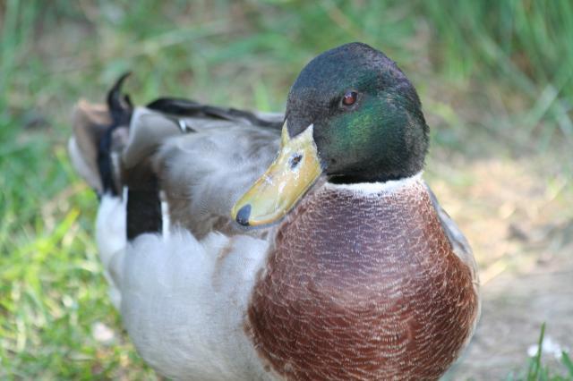 103583_ducks_n_chickens_023.jpg