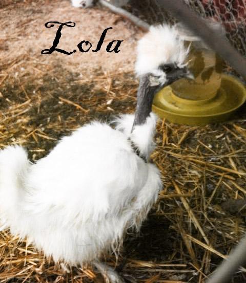 103583_lola.jpg