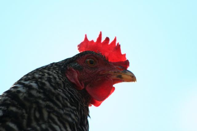 103583_the_chickens_2011_023.jpg