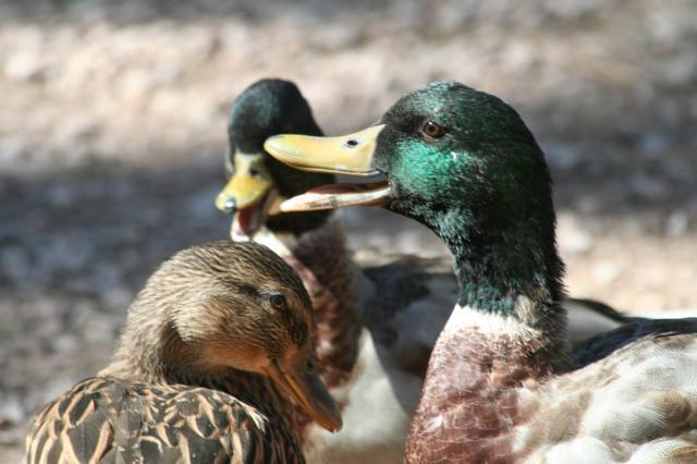 103583_the_chicks_012.jpg