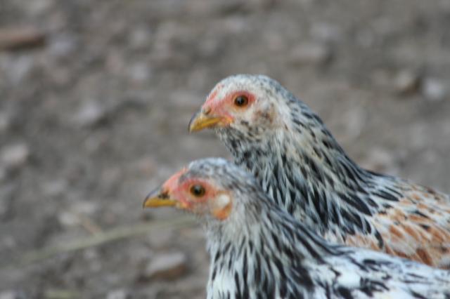 103583_the_new_chickens_018.jpg