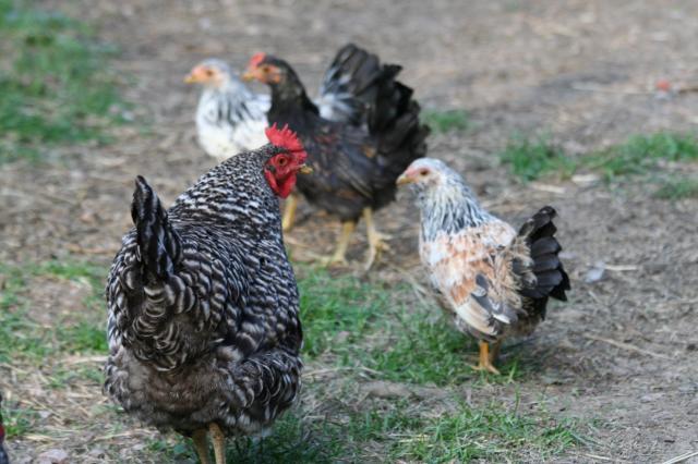 103583_the_new_chickens_024.jpg