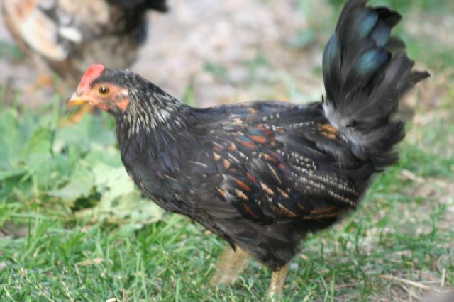 103583_the_new_chickens_025.jpg