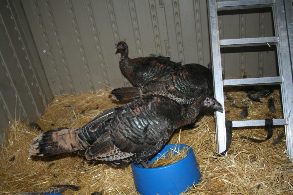 103583_turkies_003.jpg