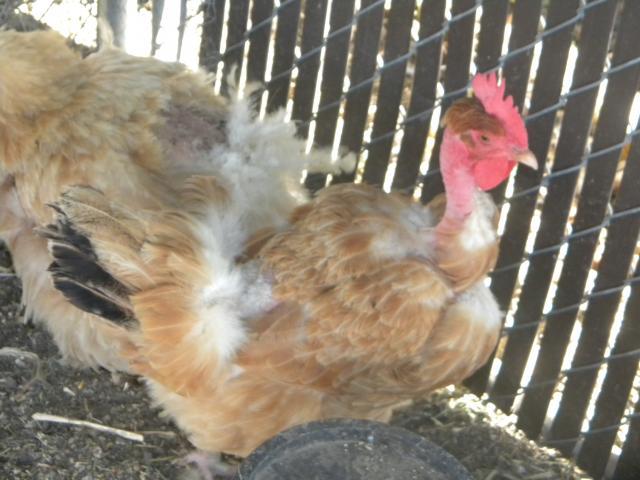 103601_dscn0095.jpg
