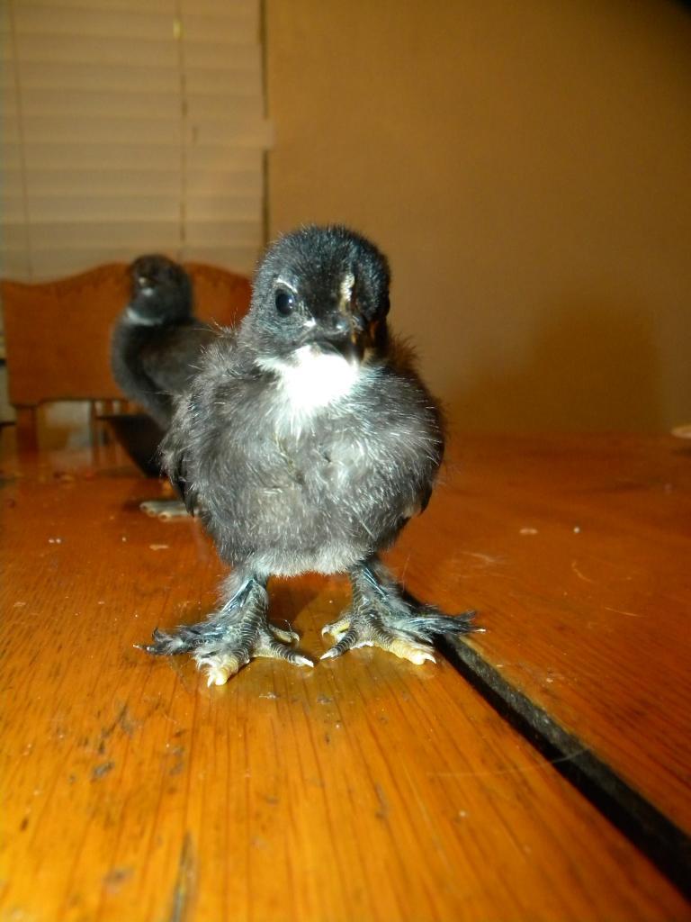 103601_penguin.jpg