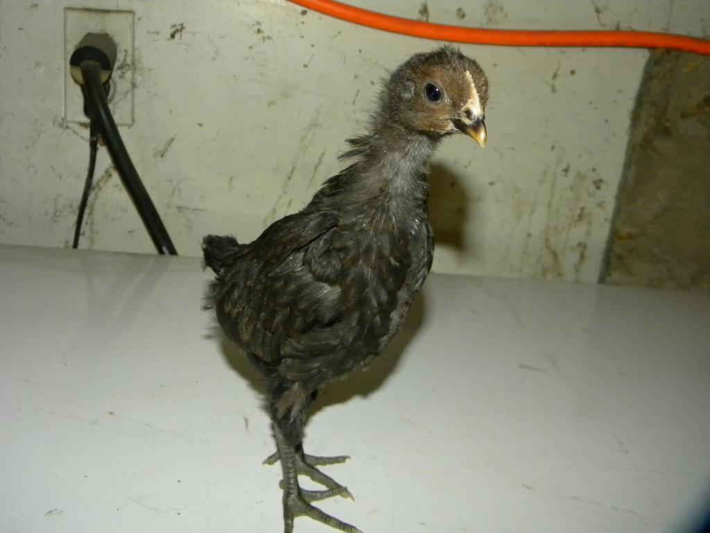 103601_sparrow.jpg