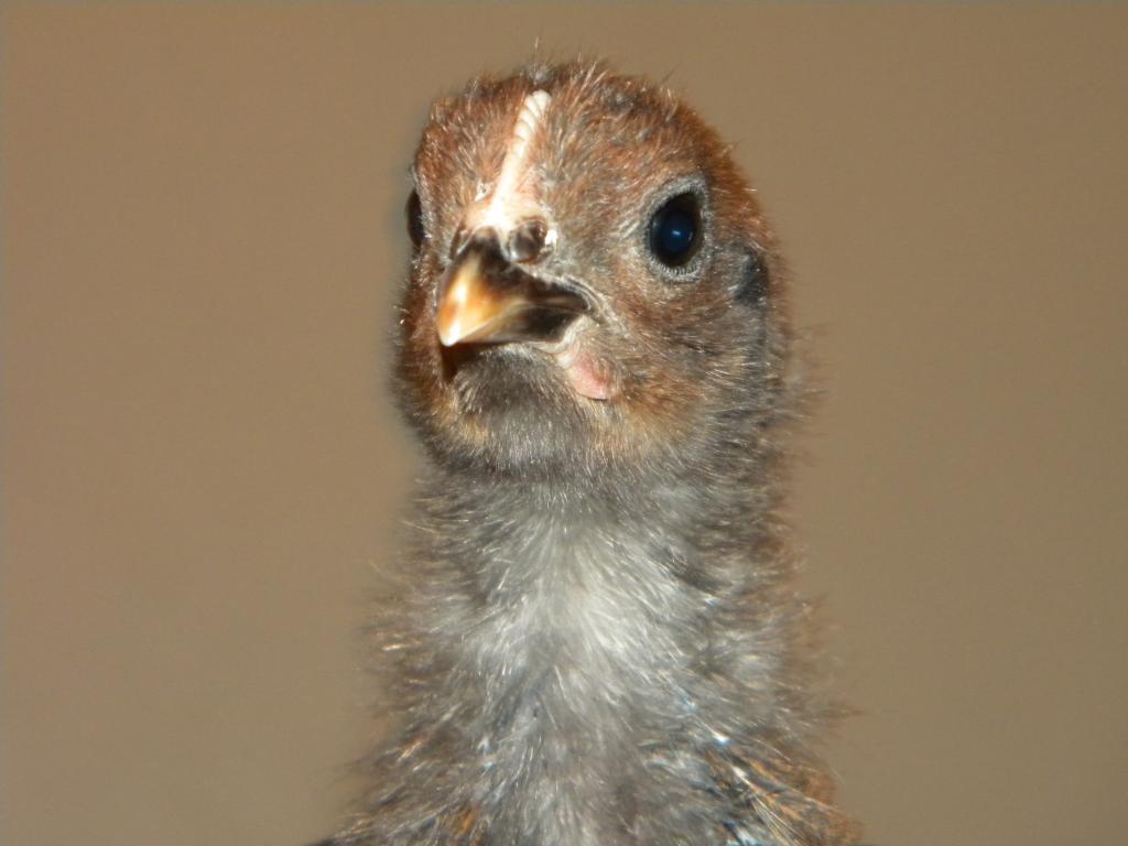 103601_sparrow1.jpg