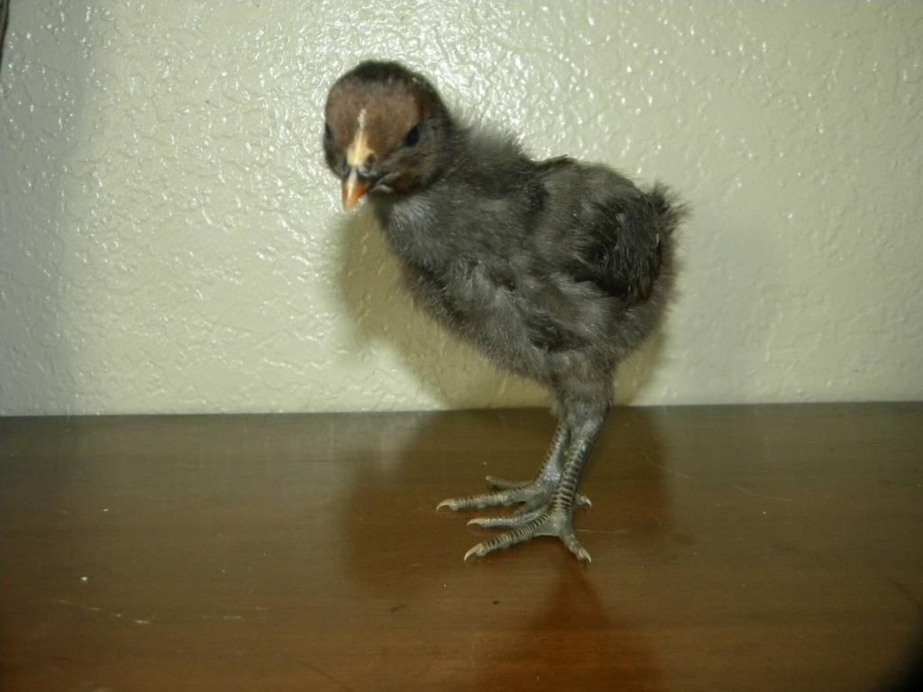 103601_sparrow_1.jpg