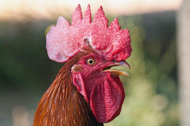 103612_newchickens-12.jpg