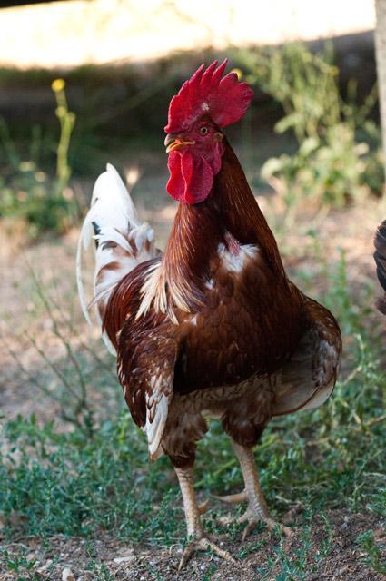 103612_newchickens-16.jpg