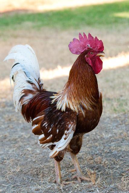 103612_newchickens-26.jpg