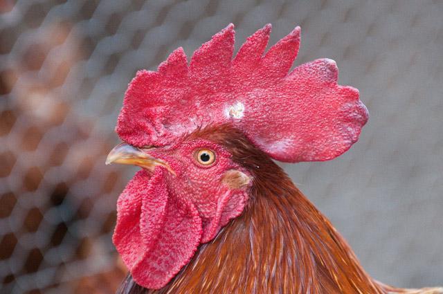 103612_newchickens-9.jpg