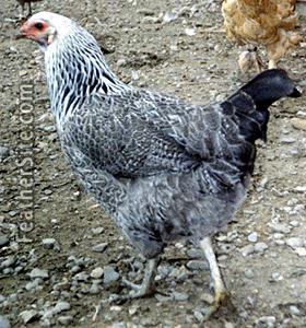 103640_easteggp.jpg
