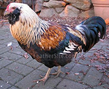 103640_eastereggerckl.jpg