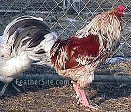 103640_redeastereggckl.jpg
