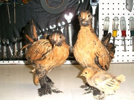 103649_bantams_003.jpg