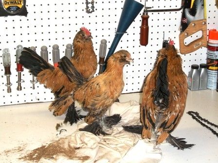 103649_bantams_004.jpg